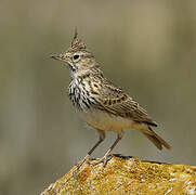 Crested Lark