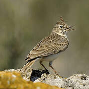 Crested Lark