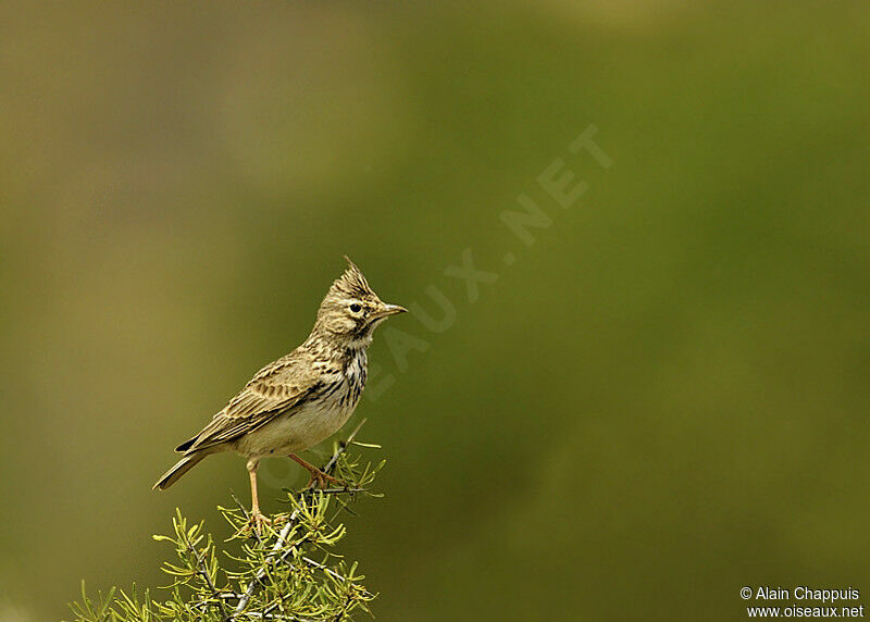 Cochevis huppéadulte, identification, Comportement