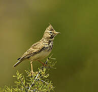 Crested Lark