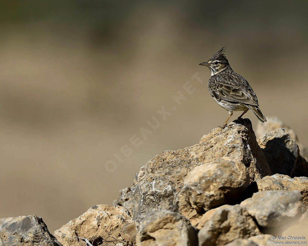 Crested Larkadult, identification, Behaviour