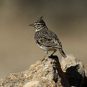 Crested Lark