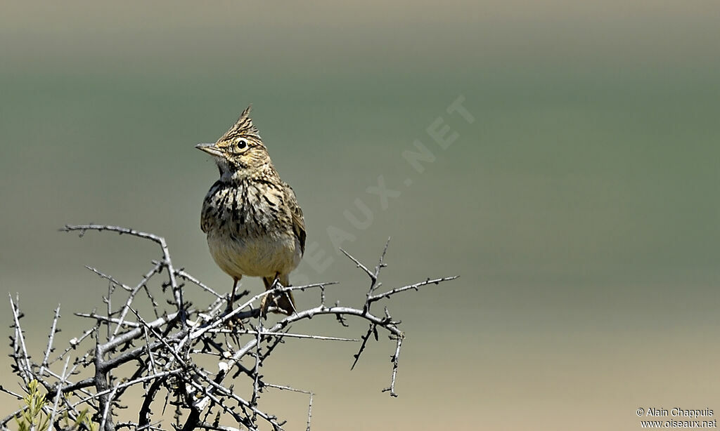 Crested Larkadult, identification, Behaviour