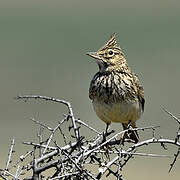 Crested Lark