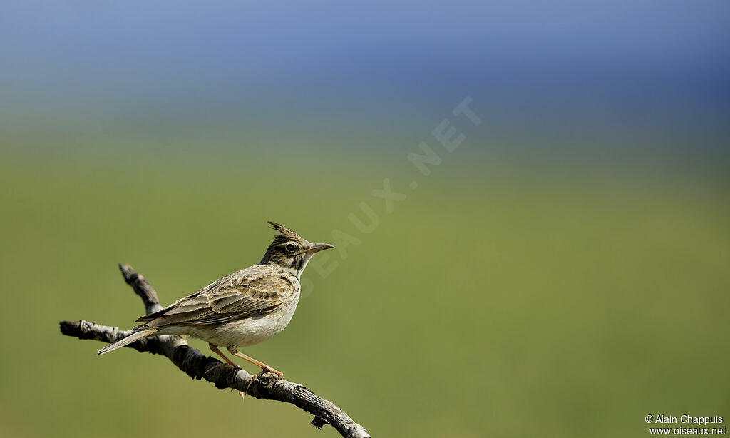 Cochevis huppéadulte, identification, Comportement