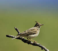 Crested Lark