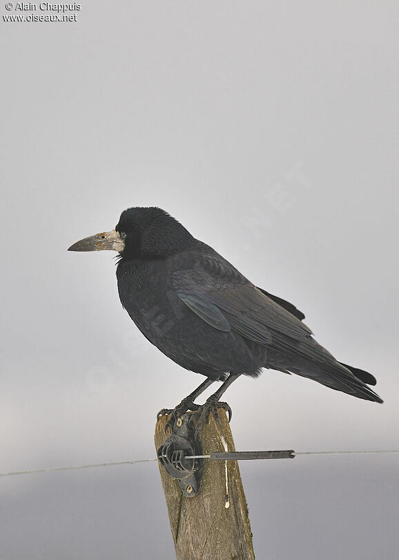 Corbeau freuxadulte, identification, Comportement