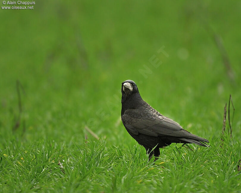 Corbeau freuxadulte, identification