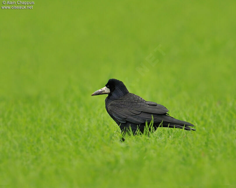 Corbeau freuxadulte, identification