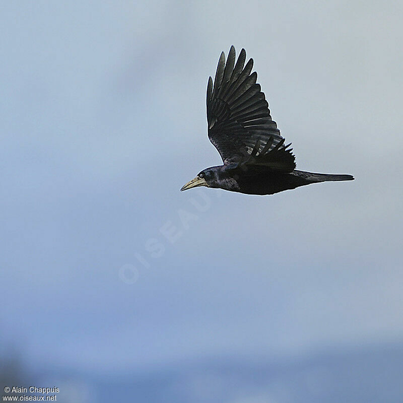 Corbeau freuxadulte, Vol