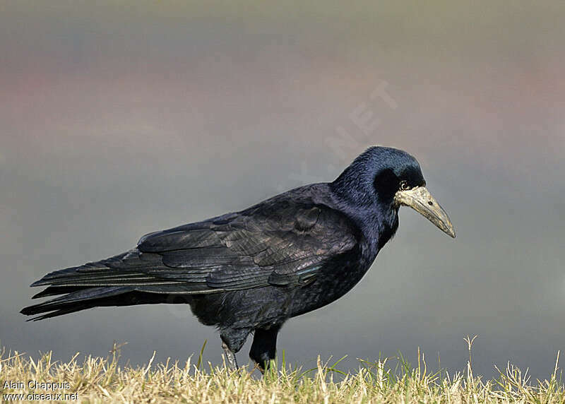 Corbeau freuxadulte, identification