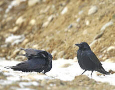 Carrion Crow