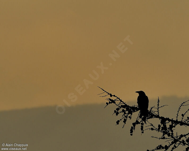 Carrion Crowadult, identification