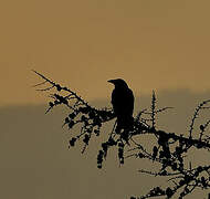 Carrion Crow