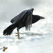 Carrion Crow