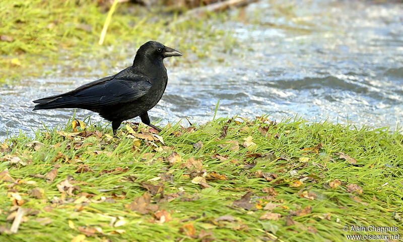 Carrion Crowadult, identification, Behaviour