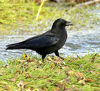 Carrion Crow