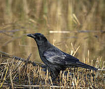 Carrion Crow