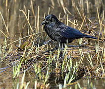 Carrion Crow