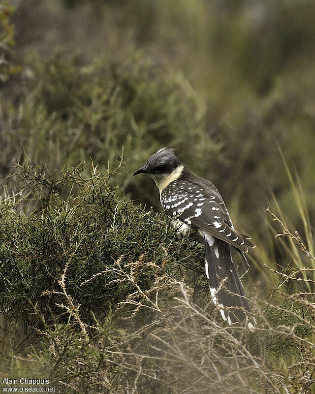 Coucou geaiadulte, identification, Comportement