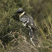 Great Spotted Cuckoo