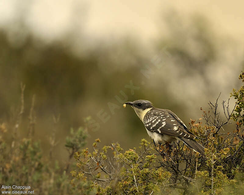 Great Spotted Cuckooadult breeding, feeding habits, Behaviour