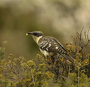 Great Spotted Cuckoo