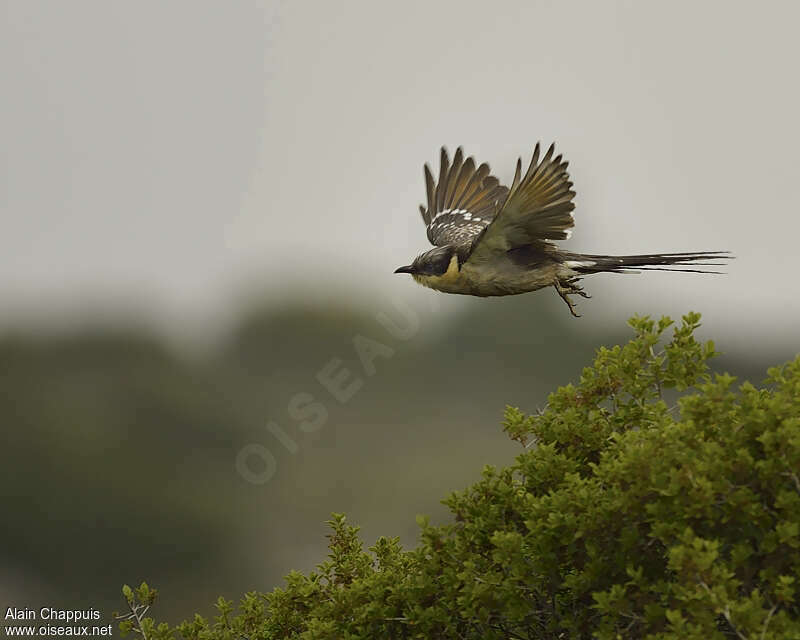 Great Spotted Cuckooadult, identification, Flight, Behaviour