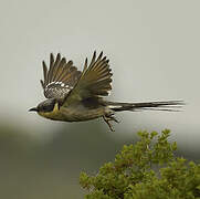 Great Spotted Cuckoo