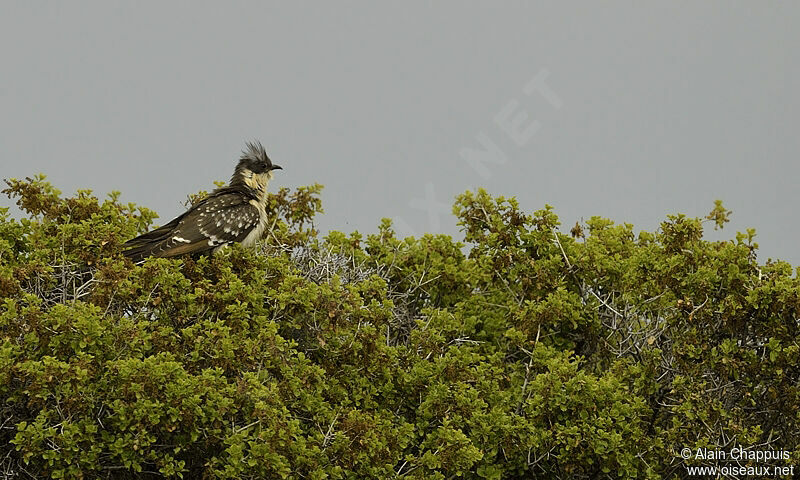 Great Spotted Cuckooadult, identification, Behaviour