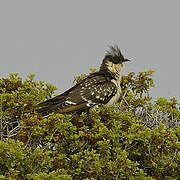 Great Spotted Cuckoo