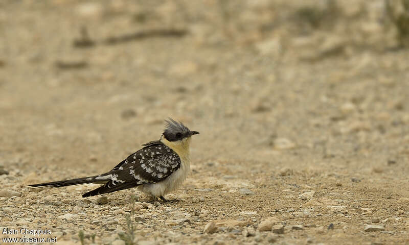 Great Spotted Cuckooadult, identification, Behaviour