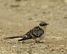 Great Spotted Cuckoo