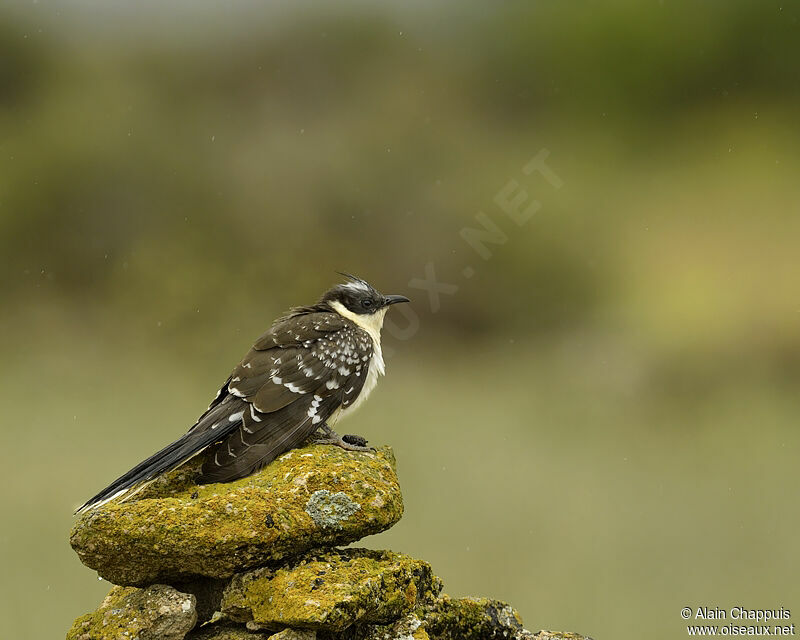 Great Spotted Cuckooadult, identification, Behaviour