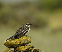 Great Spotted Cuckoo