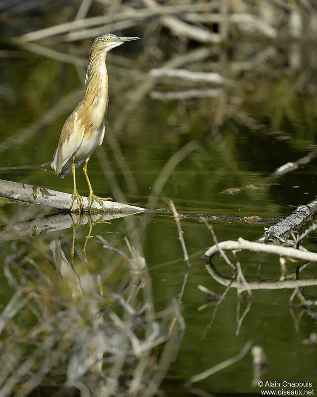 Squacco Heronadult, identification, Behaviour