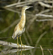 Squacco Heron