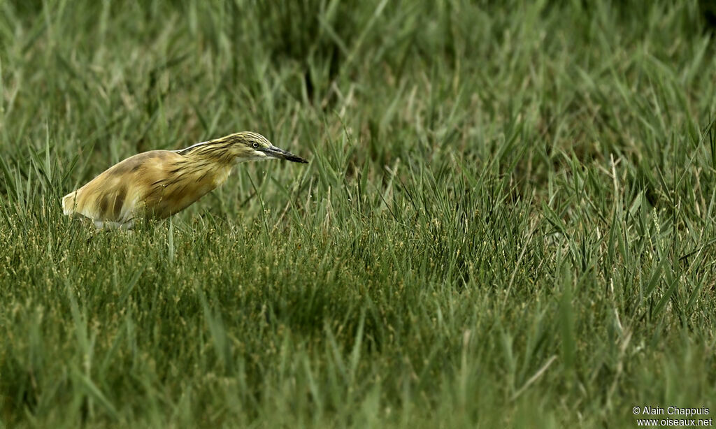 Squacco Heronadult, identification, Behaviour