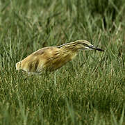 Squacco Heron