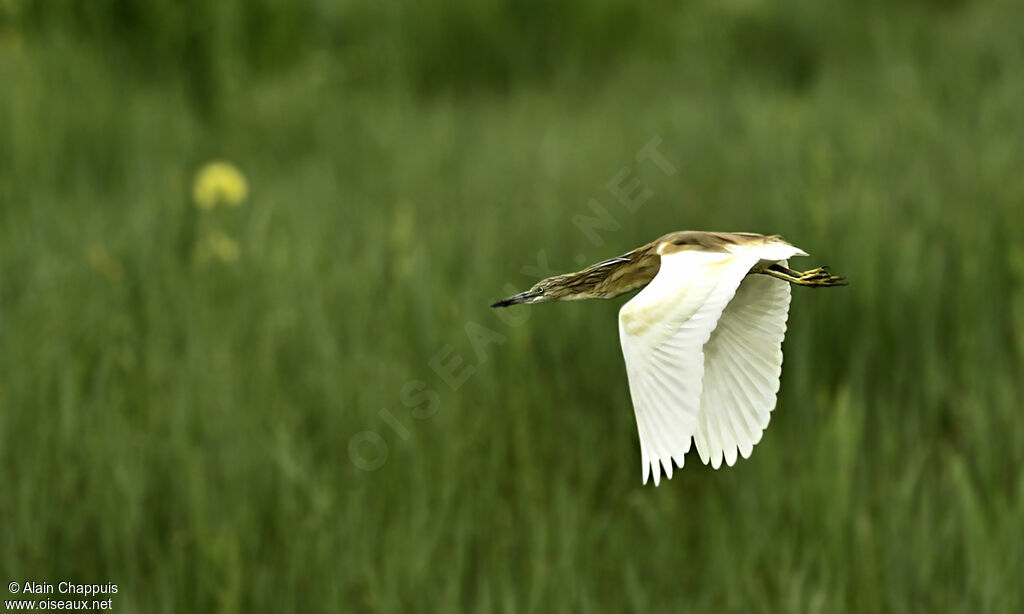 Crabier cheveluadulte, identification, Vol, Comportement