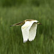 Squacco Heron