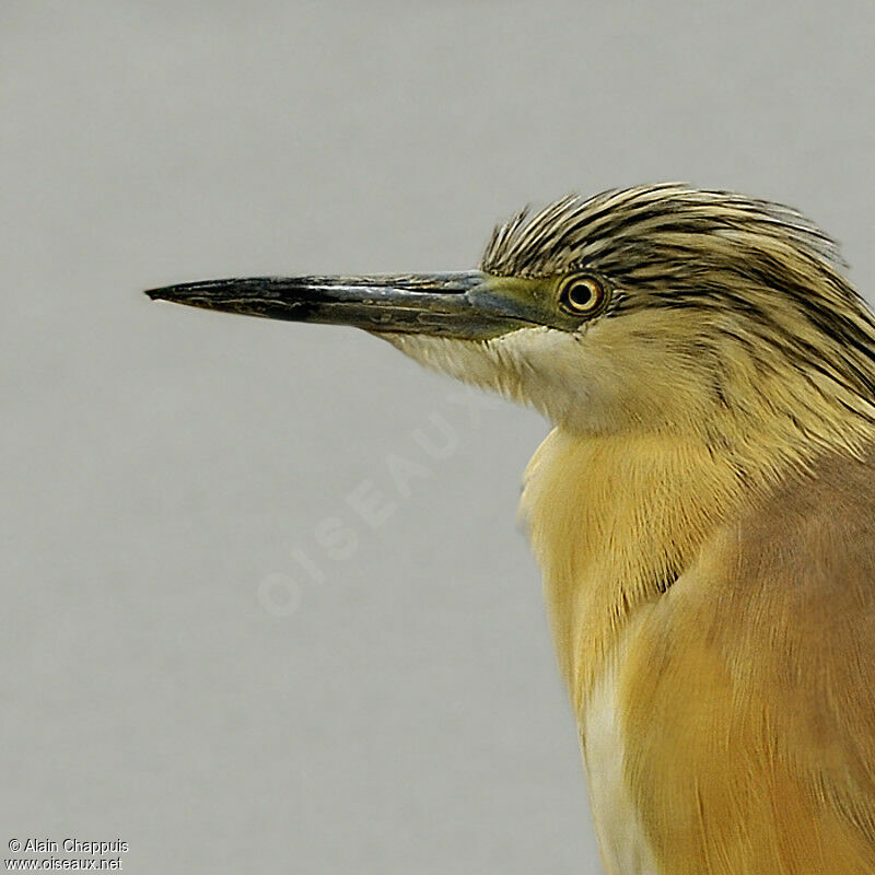 Crabier cheveluadulte nuptial, identification, Comportement