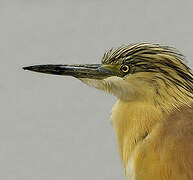 Squacco Heron