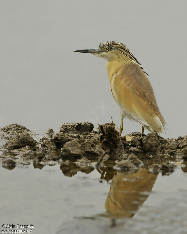 Crabier cheveluadulte nuptial, identification, Comportement