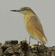 Squacco Heron