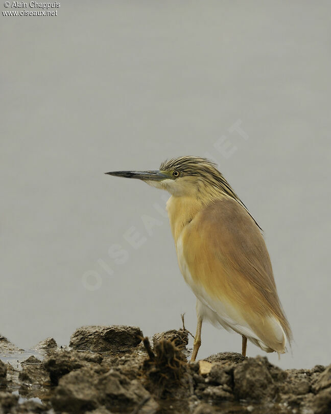 Crabier cheveluadulte nuptial, identification, Comportement