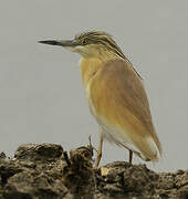 Squacco Heron