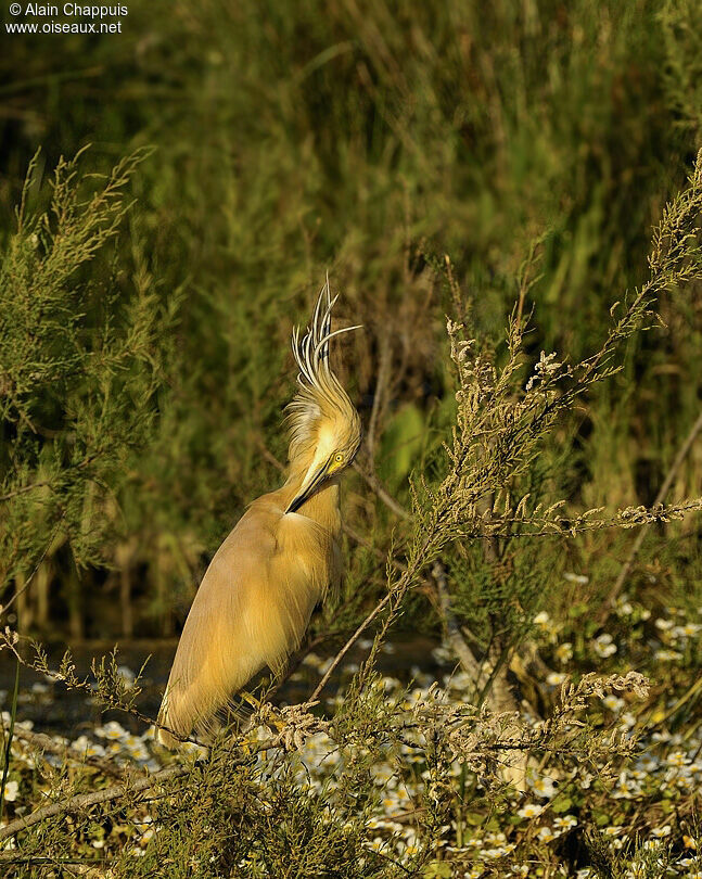 Crabier cheveluadulte internuptial, identification, Comportement