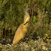 Squacco Heron