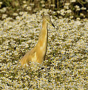 Squacco Heron